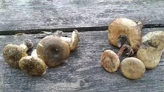 Чёрный груздь или тонкая свинушка??? (Lactarius necator vs Paxillus involutus)