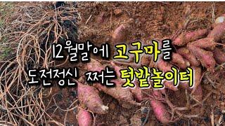 12월말에 고구마 도전정신 쩌는 텃밭놀이터