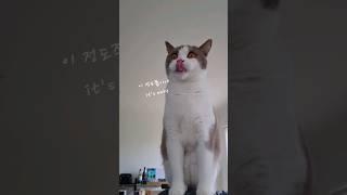 알보 점프실력 #브숏 #브리티쉬숏헤어 #고양이쇼츠 #gato #고양이브이로그 #cat #고양이일상 #britishshorthair #funnycatvideos #catvideos