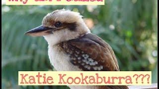 Why Am I Called Katie Kookaburra?