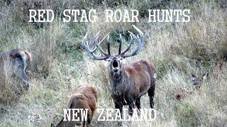 New Zealand Hunting Red Stag Hunting "The Roar" Part 2 2013.