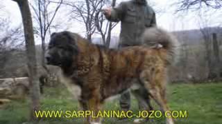 BIG DOGS from JOZO  Tel +491743552582    Tel +385989920061   www SARPLANINAC JOZO com