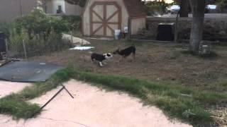 Rebel and Bandit - Outdoor Playtime w/Some Pooping