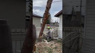  Expert Tree Removal in Calgary – We Make It Look Easy! 🪚