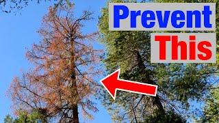 Avoid This Common Forestry Mistake