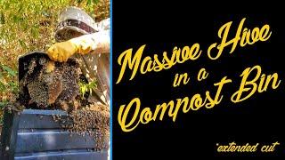 MASSIVE Bee Hive Moved Into This Compost Bin! *EXTENDED CUT*