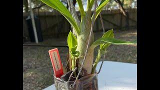 Catasetum Not Going Dormant!