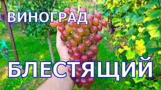 ВИНОГРАД БЛЕСТЯЩИЙ