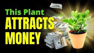 THIS PLANT ATTRACTS MONEY Proven! (Get to know it right now)