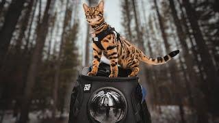 BEST Amazon Cat Products FOR ADVENTURE CATS - **GIVEAWAY**