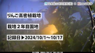 タイムラプス　2024年10月1日～10月17日　りんご高密植栽培　栽培2年目園地　定点観測【弘果総合研究開発株式会社】