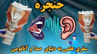 حنجره:«سفری علمی به دنیای صدا و آناتومی» قسمت دوم