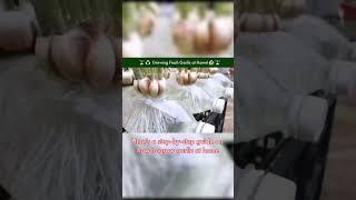 Growing Fresh Garlic at Home ||| Nature'sKosh
