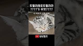 뒤늦게 유행을 따라간 고양이의 최후  @빨간내복야코 #funny #cat #트랄라레로 #트룰리메로 #Trulimero #catvideos