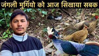 ऐसे सिखाया जंगली मुर्गियो को सबक Lifestyle Vlog Senior Pahadi Vlogs @SrPahadiVlogs