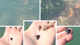 Shark tooth hunting in Venice Florida + bonus snorkeling. What to expect visiting Caspersen Beach.