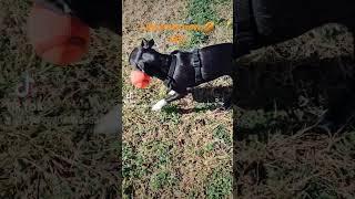 Enjoying my new football! #blogtime #activepuppy #pawsomeplaytime #dogstoyball #mywaffles #smalldog