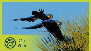 Fascinating South America | From Pantanal to the Iguaçu Waterfalls | Fascinating Places | Go Wild