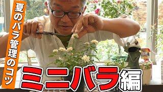 【バラの育て方】夏のバラ管理のコツミニバラ編（2021年7月16日）