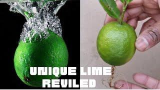 Unique technique of growing Lime with Aloe in water, review.