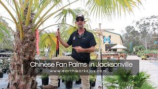 Chinese Fan Palms For Jacksonville