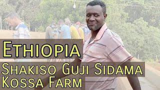 Ethiopia Coffee Farm Visits - Shakiso Guji Sidama