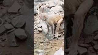 md ansari vlogs #short #video 
