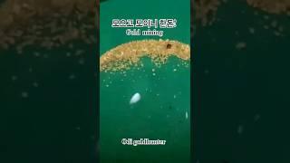 사금이 마구 나오는곳에서는 한돈하자! #사금 #사금채취 #goldpanning