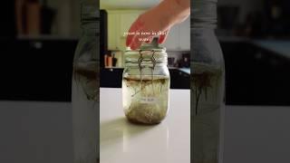 Extracting wild yeast from pine needles  #foraging #fermentation