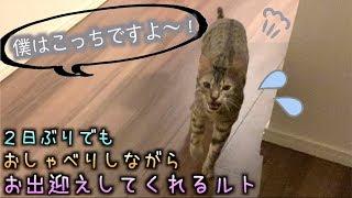 飼い主の2日ぶりの帰宅にルトおしゃべりが止まらない・・・