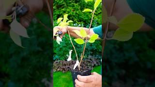 Как формировать #метельчатаягортензия из однолетнего #саженца в красивое #деревогортензия