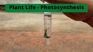 Plant Life - Photosynthesis | ThinkTac | DIY Science