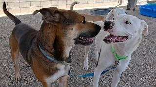 Dog TV Daycare for Saturdays