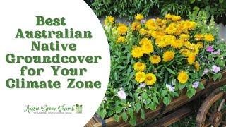 10 Australian Native Groundcover Plants for a Stunning Garden