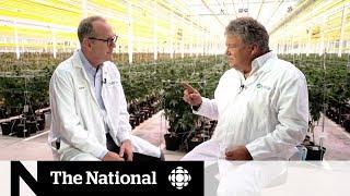 Canadian cannabis producer Aphria on what's next after legalization | Extended Interview