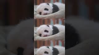 cute‖萌宠爆笑联盟集锦第十一弹