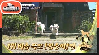 2023년 최고의 시청률 1위 비숑 폭포 짱순이 편! [개는 훌륭하다/Dogs Are Incredible] | KBS 240101 방송