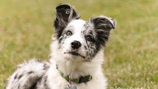 Cheza - 5 months Border Collie Puppy!