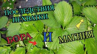 Последствия нехватки БОРА и МАГНИЯ. Как это исправить?!