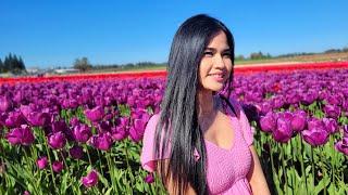 Wooden Shoe Tulip Farm Oregon 2024, ចំការផ្កាTulipល្បីនៅUSA