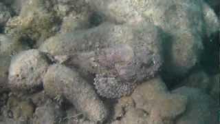 stonefish @ cabana beach, Curacao