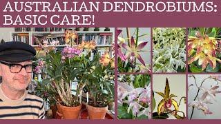 Australian Dendrobiums: basic care!