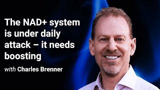 ‘The NAD+ system is under daily attack – it needs boosting’