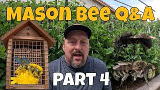 3 Years Raising Mason Bees - What we've Learned + FAQs