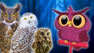 Owls for Kids  Animals for Kids | Educational Videos for Kids