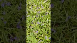 Walking through an amazing bluebells carpet and looking up a nice tree 