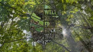 Auf den Spuren des Luchses - auf Samtpfoten durchs Weltnaturerbe