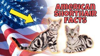 10 Interesting Facts About American Shorthair Cats