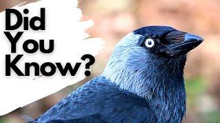 Things you need to know about JACKDAWS!