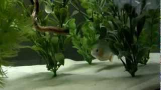 Serrasalmus Sanchezi Piranha Eating A Worm